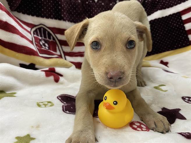 浪浪回家了，彰化县游荡犬只减少7305只全国最多。（彰化县动物防疫所提供／吴敏菁彰化传真）