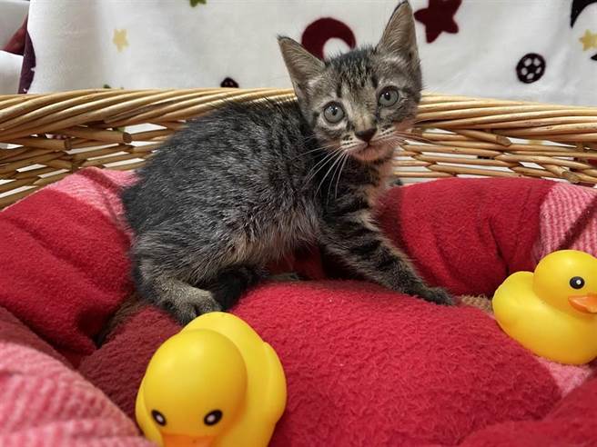 彰化县游荡犬只减少7305只全国最多。（彰化县动物防疫所提供／吴敏菁彰化传真）