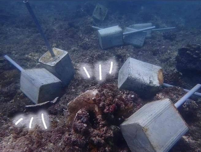有潜客在屏东小琉球的杉福潮间带保育示范区发现遭丢弃的船锚、水泥柱，且因水流波动关系，已造成部分珊瑚局部受伤。（民眾提供／谢佳潾屏东传真）