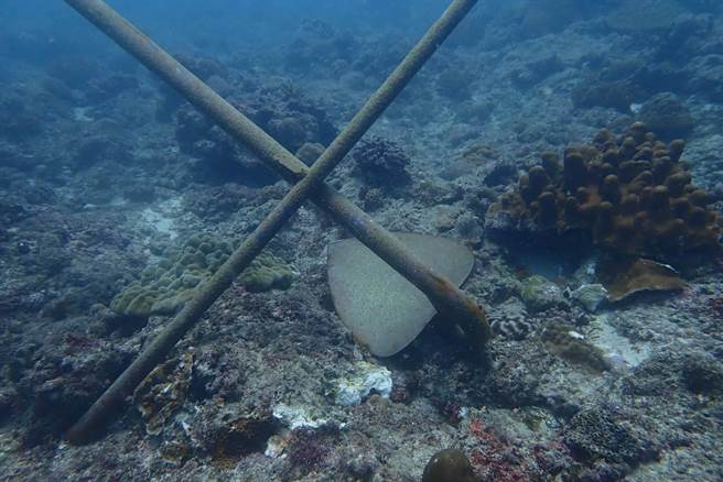 有潜客在屏东小琉球的杉福潮间带保育示范区发现遭丢弃的船锚、水泥柱，且因水流波动关系，已造成部分珊瑚局部受伤。（民眾提供／谢佳潾屏东传真）