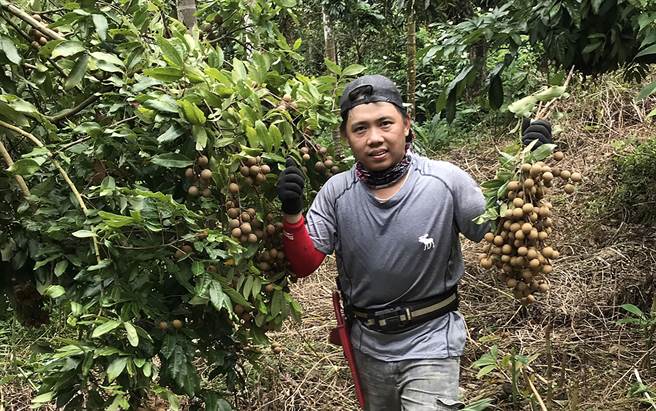 大里青農廖秉弦表示，近期因豪雨打落太多龍眼，樹上好的沒剩多少，約比去年約減產6成。（黃國峰攝）