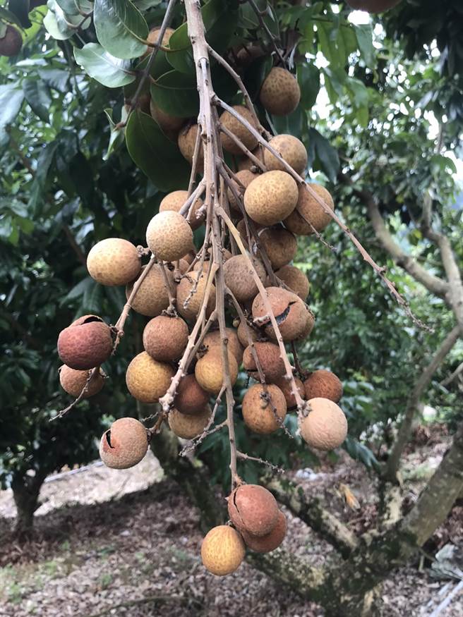 今年龍眼成長期，遇到嚴重乾旱，造成果粒普遍偏小，到最後階段卻又連續大豪雨，沒被大雨打落的，很多都含水過多而裂開。（大里農會提供／黃國峰台中傳真）