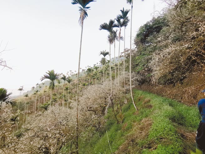 規畫10年的台南市楠西梅嶺果樹專區，今年8月5日獲同意辦理計畫內部分林班地解編。（劉秀芬攝）