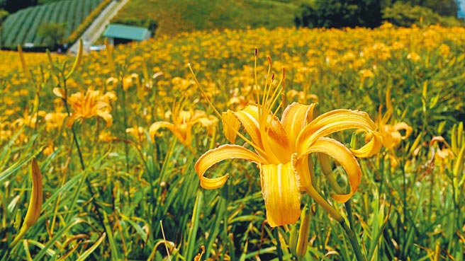 台東縣太麻里鄉公所今年未辦金針花季活動，8月中起恢復農民留花補助。（蔡旻妤攝）