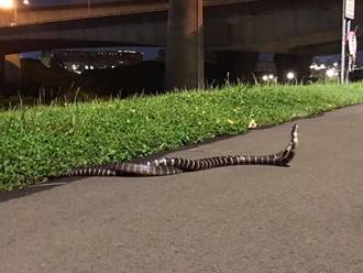 北市河濱驚現毒蛇交纏 網驚：附近有更大的母蛇
