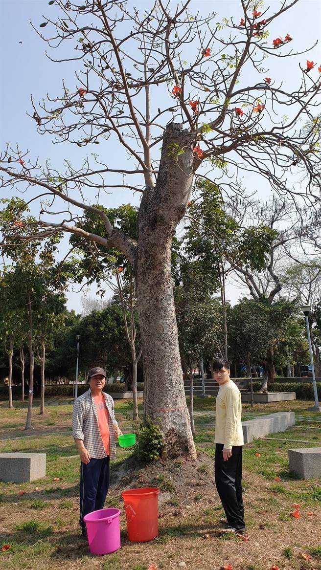 市议员张耀中、谢志忠、王立任、张玉嬿、黄守达质询时先播放《思慕的人》歌曲，娓娓道来广昌公园木棉树的故事。（张耀中提供／卢金足台中传真）