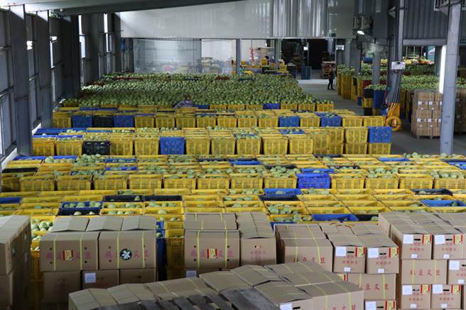 满仓库的文旦等待装箱外销。（刘秀芬摄）