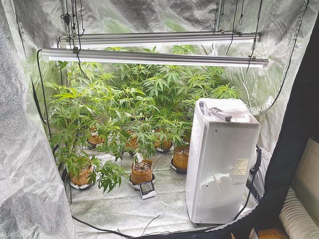 贩毒集团藉牛肉麵店吸收外籍大学生种植大麻，利用改造衣橱栽种特殊的「酸柴油」大麻。（保三总队提供／王文吉台中传真）