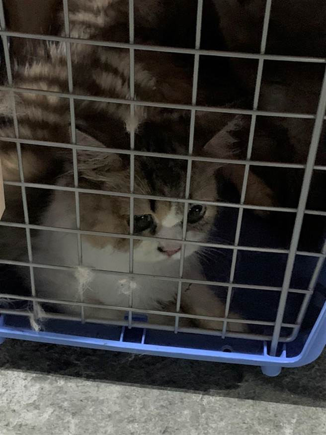 海巡署侦防分署高雄、基隆、台中、屏东查缉队及舰队分署第十四海巡队、南部分署第五岸巡队共同查获走私渔船，起出一批猫咪。（海巡署提供／林瑞益高雄传真）