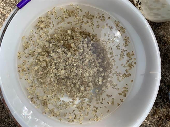 育成1至2龄的三棘鲎苗。（金门县水试所提供）