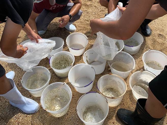县府期待这种有「滩地上活化石」之称的海洋生物，在金门生生不息的繁衍下去。（金门县水试所提供）