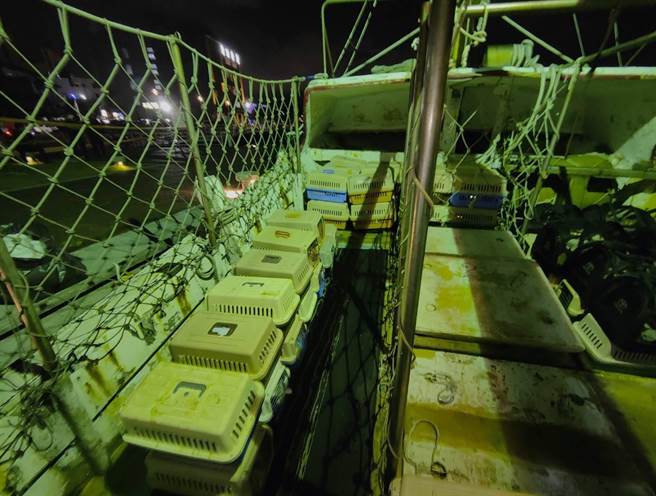 被渔船偷渡入港的猫咪将面临人道安乐死。（翻摄照片／林瑞益高雄传真）