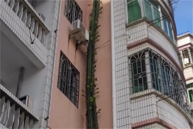 老翁種出怪獸級的植物，狂爬6層樓高，鄰居直呼非常壯觀。(圖翻攝自/新浪新聞)