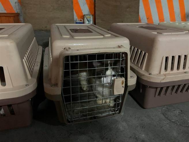 海巡署昨天查获有渔船走私猫只案件，至于这些猫只后续如何处置？农委会防检局表示，为了防止动物疾病传染，依惯例一定是销毁。（海巡署提供）