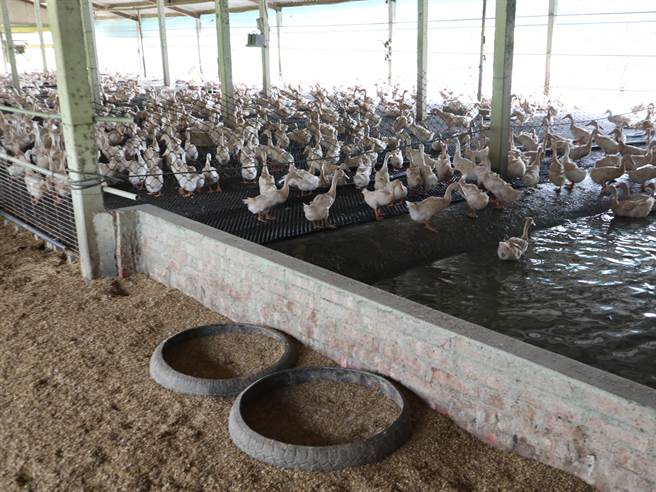 台南鸭庄休閒农场以前养了1万2000只母鸭，2001年转型休閒农场后，园内剩下1000多只母鸭。（张毓翎摄）