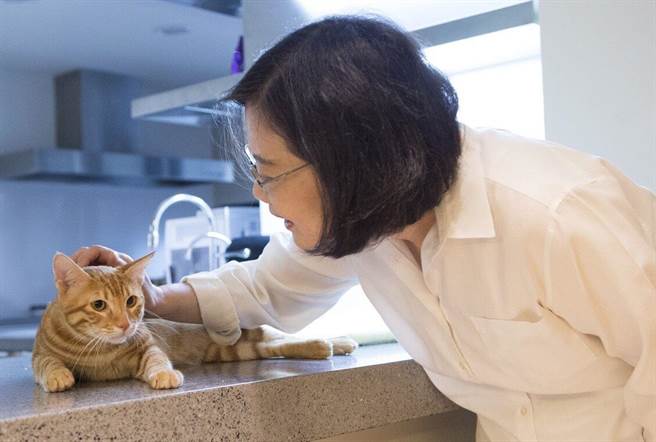 一向爱猫的总统蔡英文，对于154只走私猫遭安乐死感到难过、痛心。（资料照／摘自蔡英文脸书）