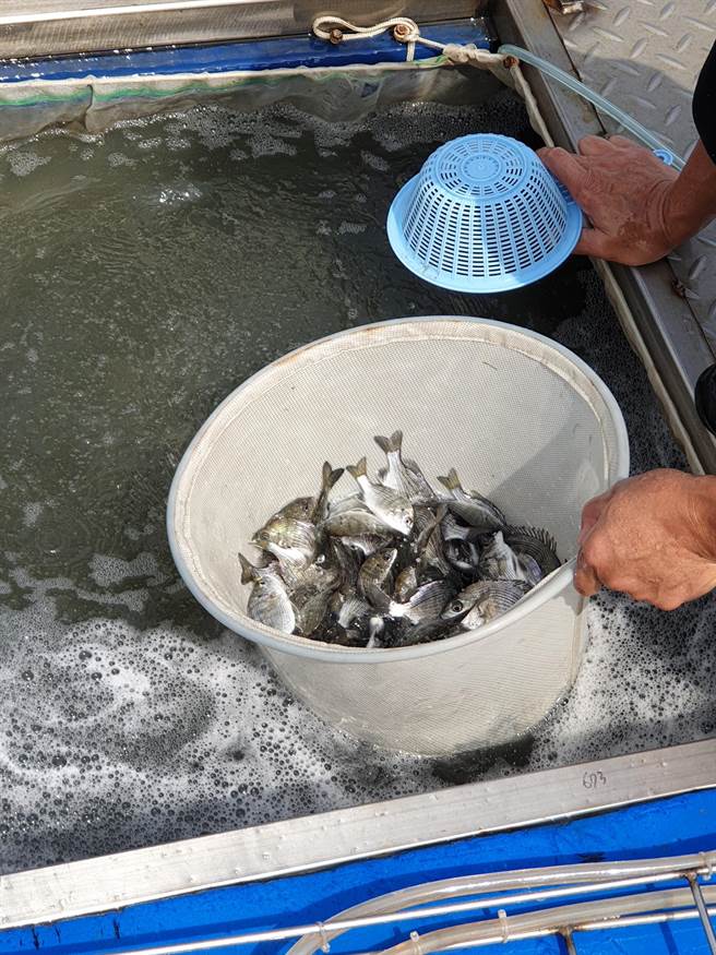 午仔鱼苗。（台中市农业局提供／王文吉台中传真）
