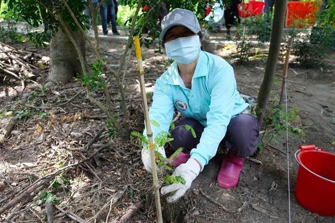 保育雲林縣二崙鄉四番地保安林，社區志工種植600株雞母株。（林務局提供／張朝欣雲林傳真）