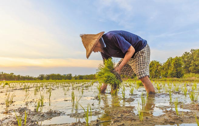農委會去年祭出1萬元「農民生活補貼」，傳出有民眾早已死亡卻仍領到，農委會坦言，可能與戶政連線延遲，後續會追回。圖中非當事人。（本報資料照片）