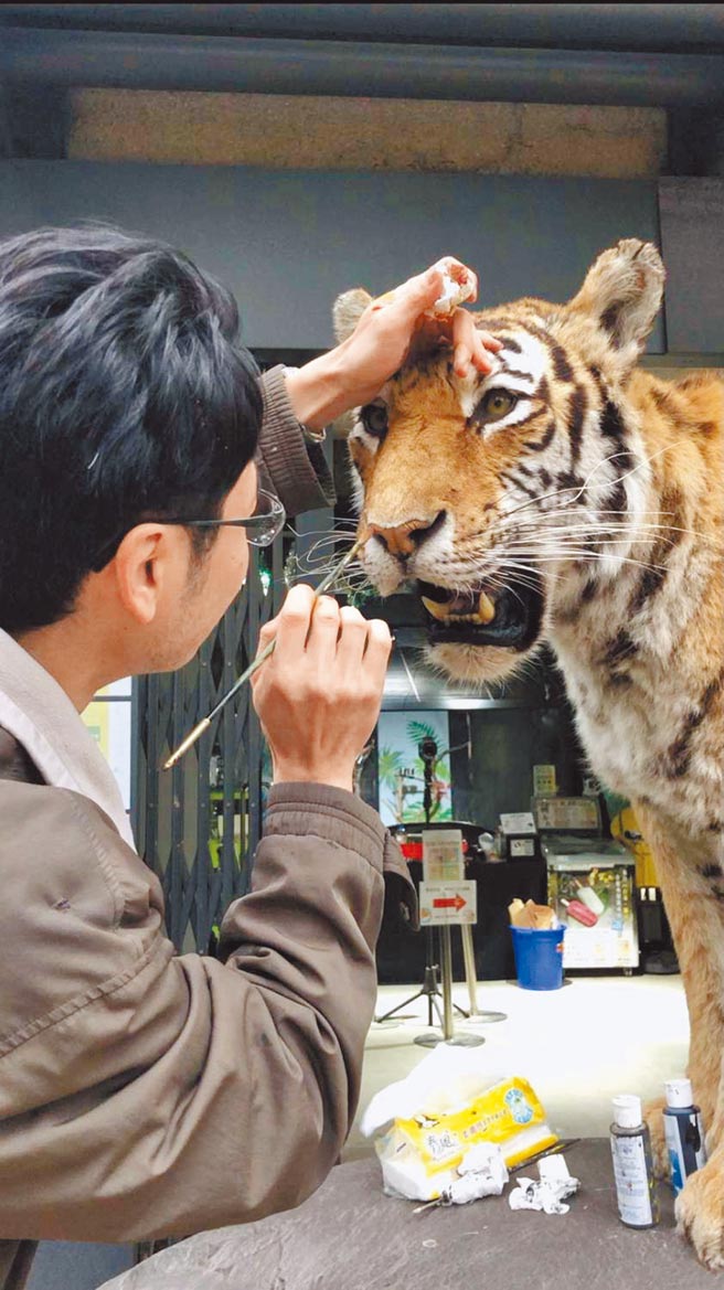 新竹動物園老虎標本栩栩如生 地方新聞 中國時報