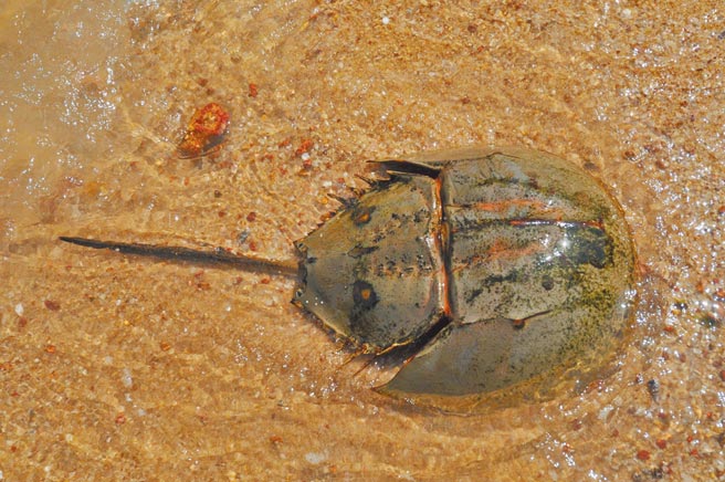 「滩地上的活化石」鲎为金门特有海洋最大型底栖性甲壳类动物。（李金生摄）