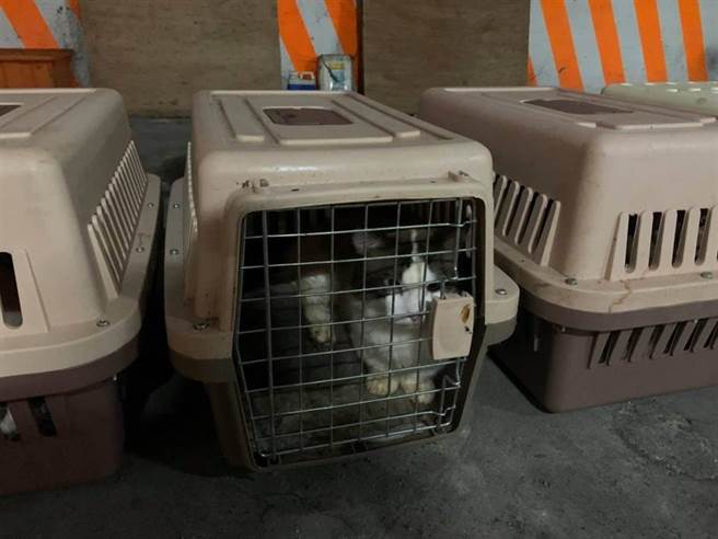 154只走私猫遭扑杀。（图／海巡署提供）