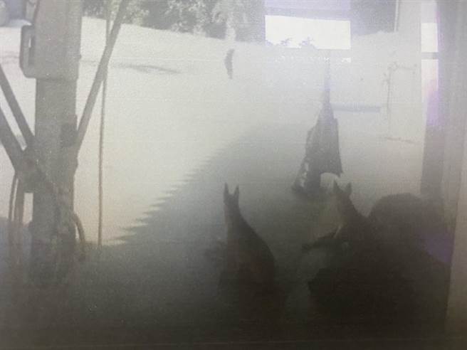 新竹漁港南寮遊客服務中心附近的監視錄影畫面，拍攝到多隻流浪狗，疑似就是導致王婦摔倒的原凶。（民眾提供／陳育賢新竹傳真）