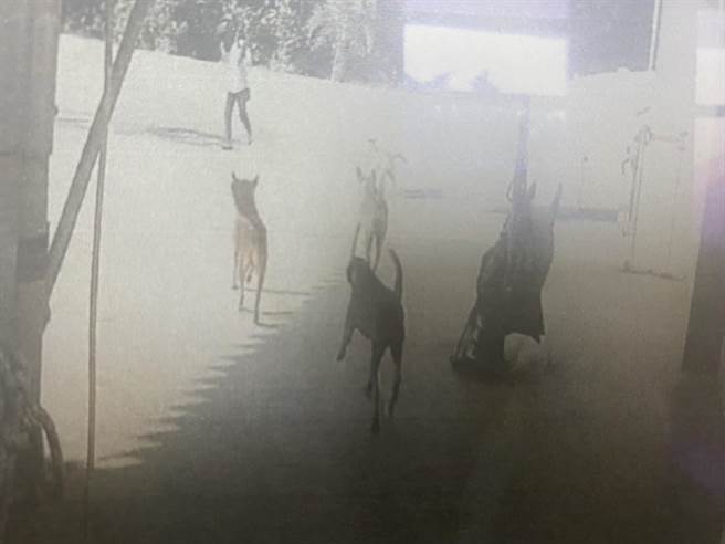 新竹漁港南寮遊客服務中心附近的監視錄影畫面，拍攝到多隻流浪狗，疑似就是導致王婦摔倒的原凶。（民眾提供／陳育賢新竹傳真）