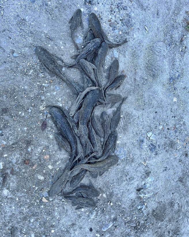 俗称「垃圾鱼」的外来物种琵琶鼠鱼，几乎没有天敌，生命力强大如殭尸，是号头痛的外来物种，目前也现踪在花东纵谷的淡水水域内。（罗亦晽翻摄花莲县议员魏嘉彦脸书）