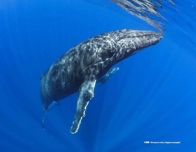 大翅鲸。(图/《鲸豚记》大块文化 )