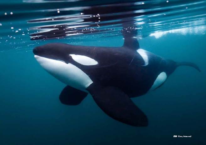 虎鲸。(图/《鲸豚记》大块文化)