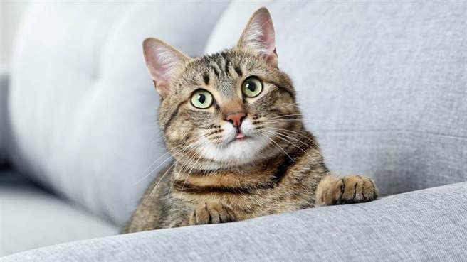 灰貓因為戴了頸圈不方便進食，導致牠喝牛奶的時候不但搞得周遭一片狼藉，黑貓也被牠噴到滿臉都是。(示意圖/達志影像)