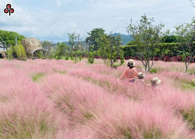 南投縣集集鎮有業者栽種號稱「粉紅愛情草」的外來種粉黛亂子草，該地也成了知名網紅打卡點，但卻因為其散布能力與繁殖力強，使得本土生態面臨嚴重浩劫，農委會已在8月20日將該草種列入雜草類有害生物清單。（本報系資料照）