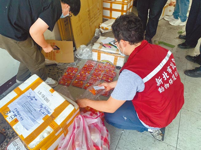 越籍女走私肉製品驗出非洲豬瘟。（新北市動保處提供／王揚傑新北報導）