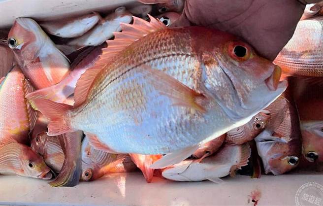 东北角渔民船钓捕获的肥美赤鯮。(贡寮美滟山渔民蔡家源提供)