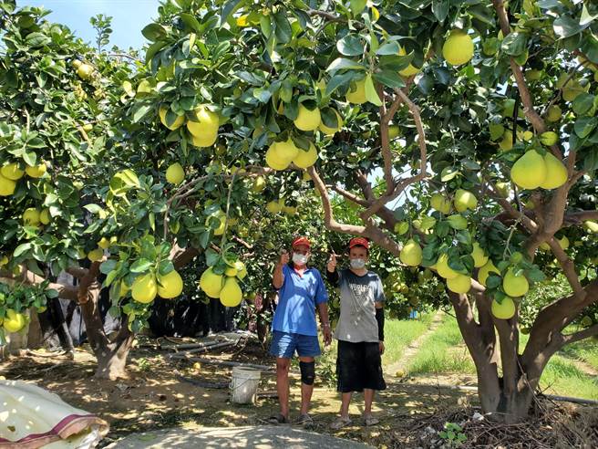 斗六文旦今年得来不易，上半年乾旱，下半年暴雨衝击，但果实依然健壮，独眼文旦果农刘招男（左）考量今年文旦甜度与水分高，提早採收。（周丽兰摄）