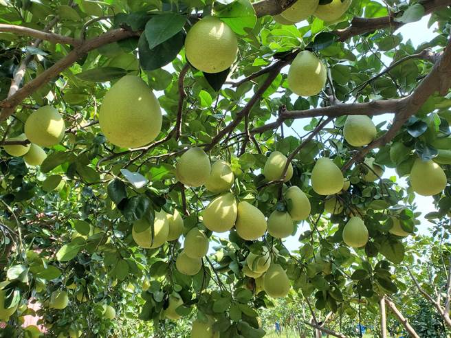虽然今年文旦饱受气后考验，果实大小仍十分均匀。（周丽兰摄）