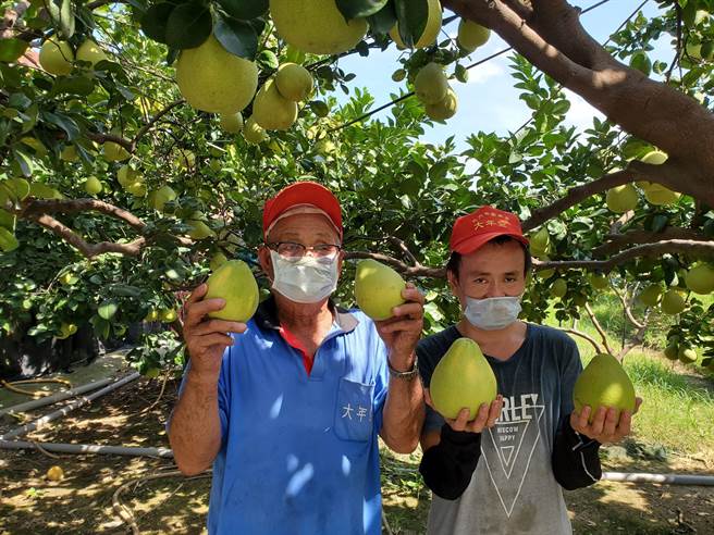 刘招男（左）表示，今年文旦果实可说得来不易，上半年严重缺水果实长不大，若没有农用井根本撑不去；下半年遇到连日豪雨，只要地势排水性好很快就排出，影响根部不大，不过连续几天下雨，让农友很难追肥，可能会造成品质差异。（周丽兰摄）