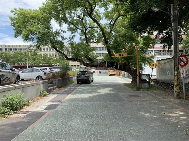 公正街上這棵老樟樹樹齡約60年，橫長馬路上，相當具有特色。（王志偉攝）