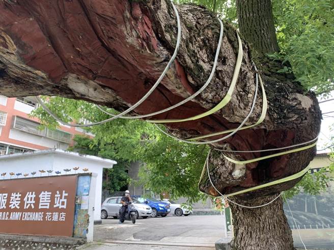 老樟樹主樹幹掏空，居民憂心，老樹健康亮紅燈。（王志偉）