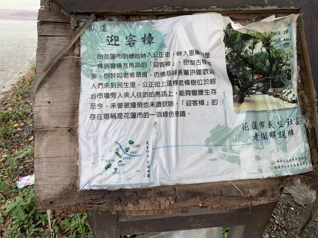 「迎客樟」樹齡已超過60年，市公所設置導覽，讓遊客了解老樟樹由來。（王志偉攝）