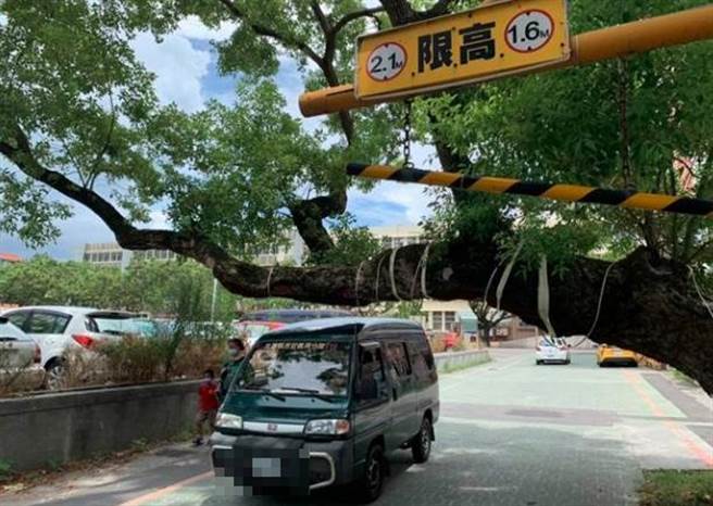 花蓮市公正街上這棵側彎橫亙馬路的「迎客樟」，由於樹幹斜著長，往來車輛常會擦撞到車頂。（王志偉攝）