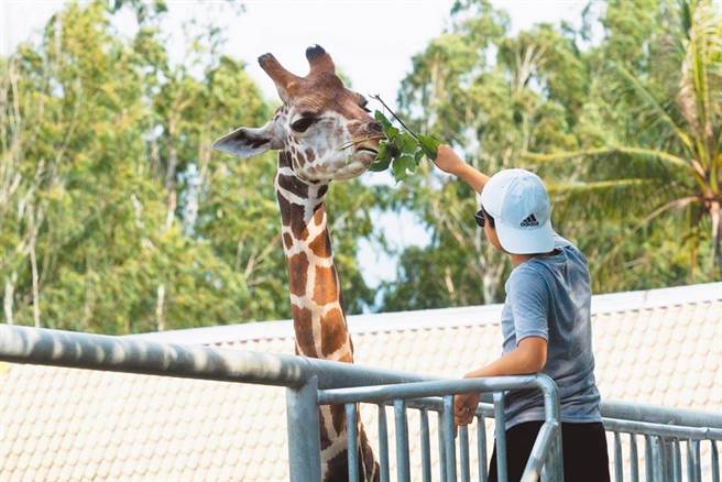 顽皮世界动物园今(24)日宣步终止此次动物引进计画，并持续赞助非洲保育工作，顽皮世界野生动物园、台湾动物社会研究会、台湾防止虐待动物协会、台湾动物平权促进会今日发出联合声明，肯定园方决定与善意。（台湾防止虐待动物协会提供）