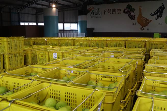 台南市下營區文旦參加評價屢屢得獎，農會收購7.5萬台斤文旦助產銷，「A贏」品牌文旦開始出貨。（劉秀芬攝）