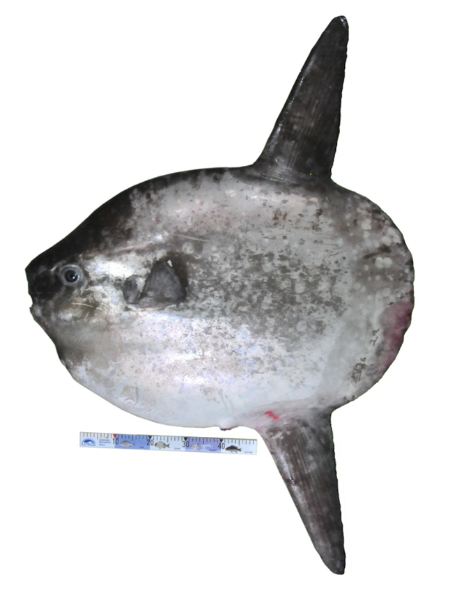 花纹翻车鲀。（水试所提供）