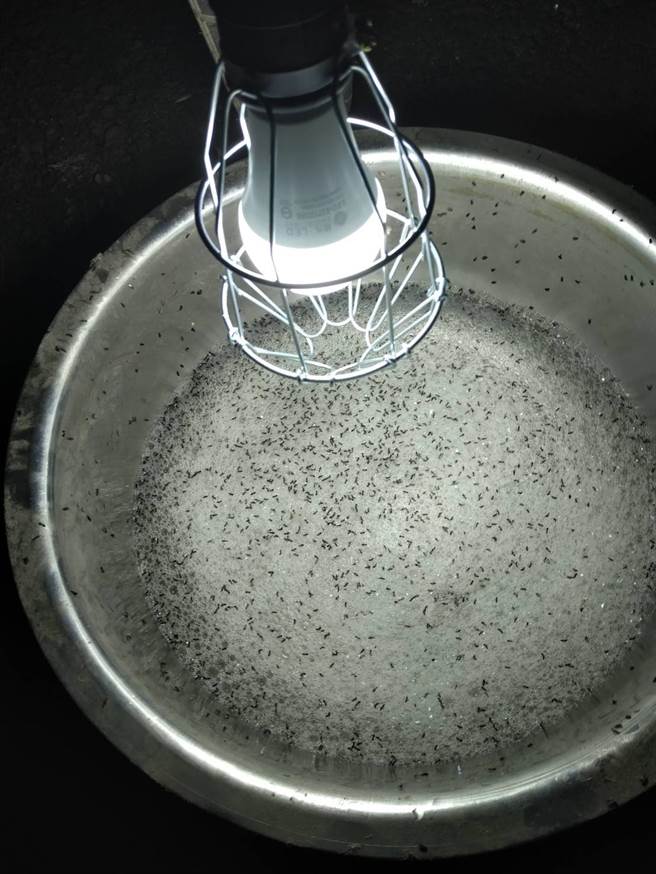 高雄市农业局表示，民眾夜晚将诱蚁灯具挂在户外，下方置含清洁剂的水盆，水盆反射的灯光可以诱使琉璃蚁飞入水盆内溺毙，减少进入家户滋扰数量。（高雄市农业局提供／林雅惠传真）