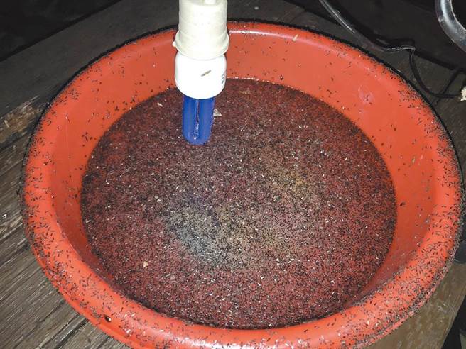 六龟琉璃蚁肆虐，居民每晚只好用脸盆点灯捕捉它，光一整晚就有上万只。（本报资料照片）