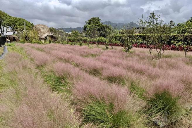 集集镇粉黛乱子草，将在10天内剷除。（廖志晃摄）
