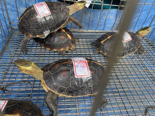 保七逮躲山林通緝犯，循線救回保育類野生動物。（警方提供／謝佳潾屏東傳真）