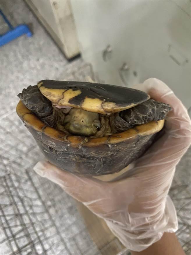 保七逮躲山林通緝犯，循線救回保育類野生動物。（警方提供／謝佳潾屏東傳真）